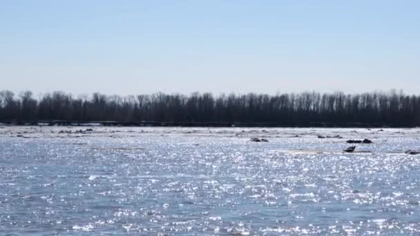 ओबी नदी पर फ्लोटिंग बर्फ की शीट बंद करें . — स्टॉक वीडियो
