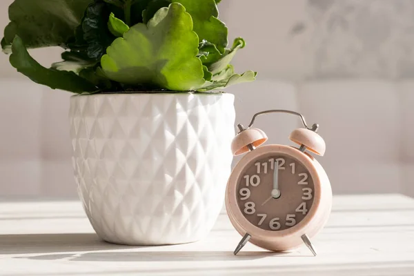 O close-up do despertador tem um bom dia e um pano de fundo de vasos de flores na luz solar da manhã. — Fotografia de Stock