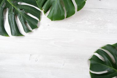 Beyaz arka planda güzel yeşil tropikal canavar yaprakları. Yaz kavramı. Düz konum, üst görünüm, kopyalama alanı, afiş, poster, kartpostal, şablon