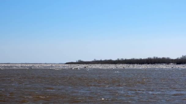 Smeltend ijs drijvend op de Ob Rivier — Stockvideo