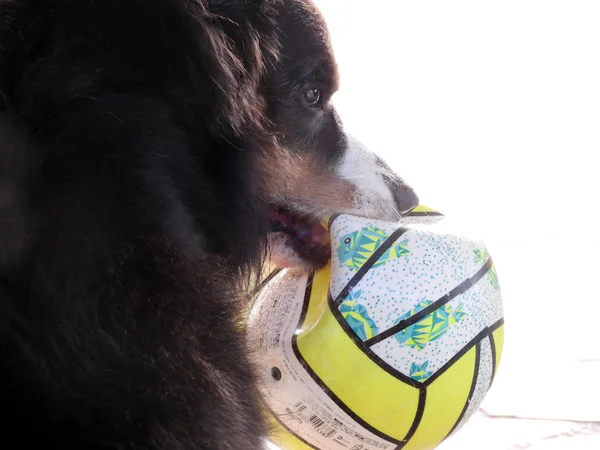 köpek ağzında top varken