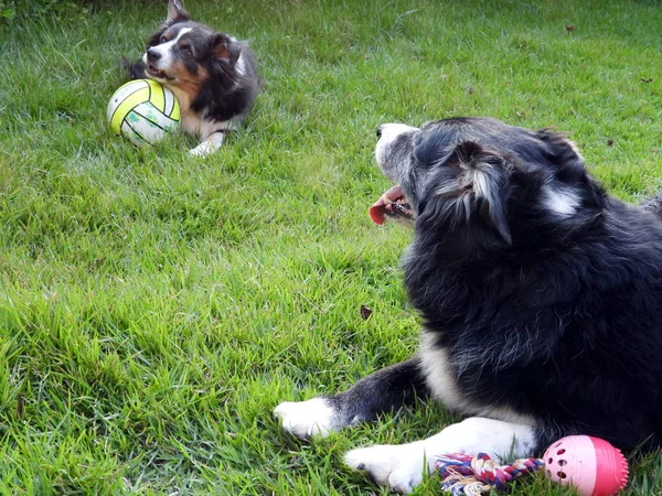 oyuncaklar ile çim köpeklerde