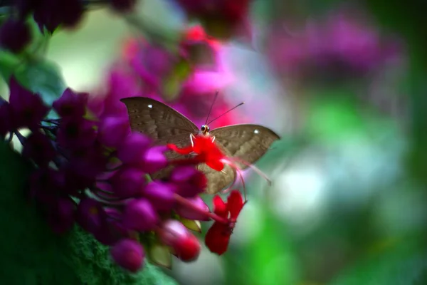 Eine Motte Auf Blume — Stockfoto