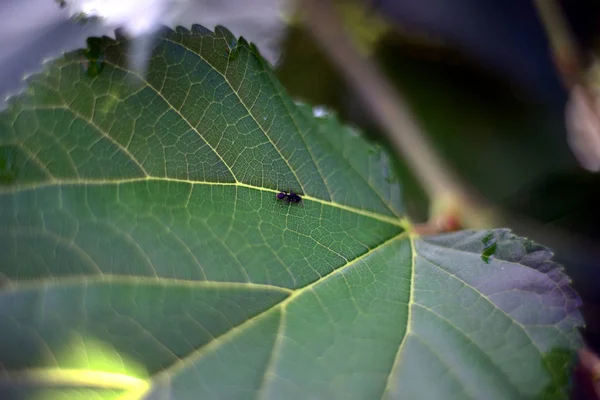 Yeşil yapraklı karınca
