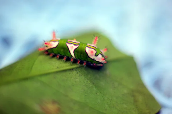 Yeşil yapraklı tırtıl