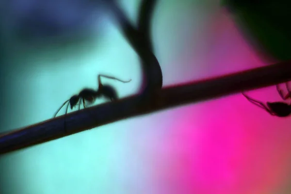 metin için kopya alanı ile brunch soyut arka plan üzerinde bir karınca