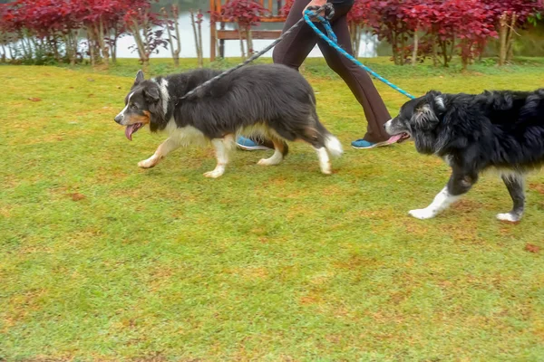 çimüzerinde köpek ile yürüyüş