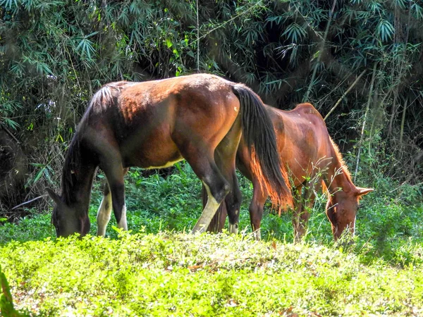 Atlar tarlada otluyor.