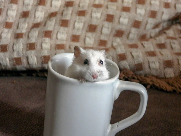 kupa üzerinde beyaz bir hamster