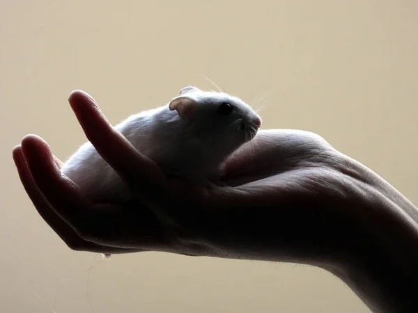 ışığa karşı elinde bir hamster