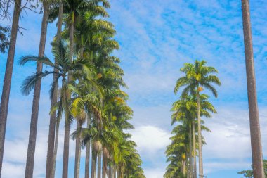 Mavi gökyüzü ile İmparatorluk palmiye ağaçları