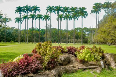 Mavi gökyüzü ile İmparatorluk palmiye ağaçları