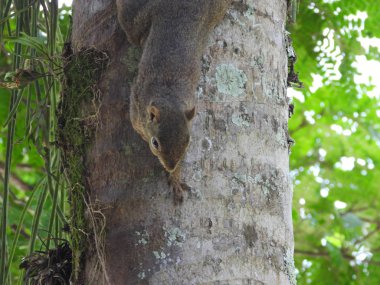 Ağaç gövdesine inen sincap