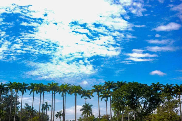 Kaiserpalmen Mit Blauem Himmel — Stockfoto