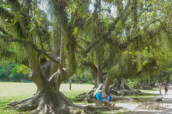 Parktaki yeşil ağaçlar