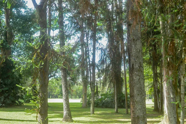 Árvores Verdes Parque — Fotografia de Stock