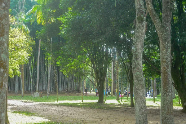 Parktaki yeşil ağaçlar