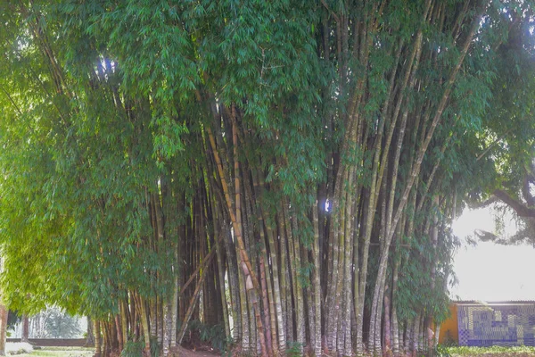 Parktaki yeşil ağaçlar