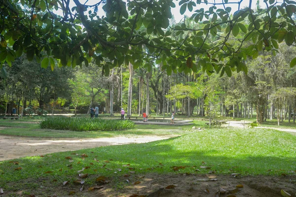 Árvores Verdes Parque — Fotografia de Stock