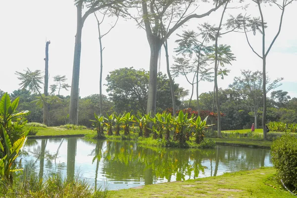 Árvores Verdes Parque — Fotografia de Stock