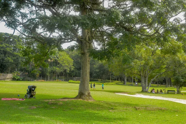 Zielone Drzewa Parku — Zdjęcie stockowe