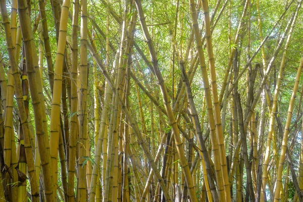 Parktaki yeşil ağaçlar