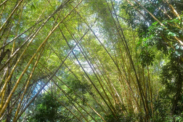 Árboles Verdes Parque — Foto de Stock