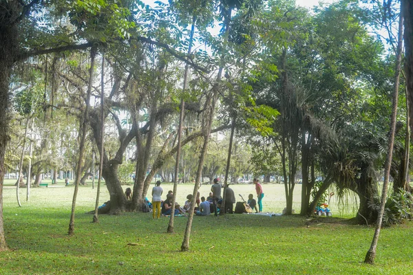 Parktaki yeşil ağaçlar