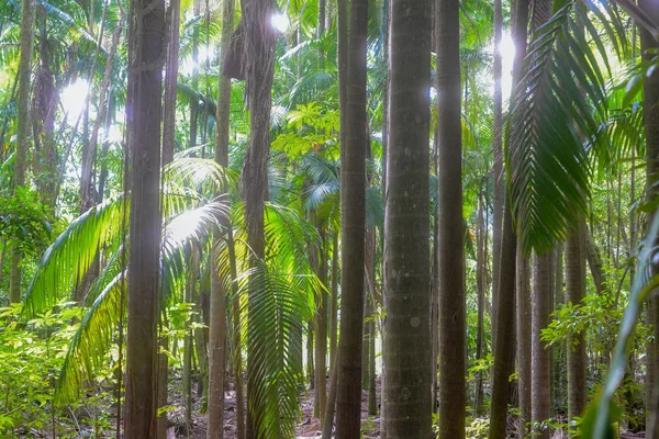 Árvores Verdes Parque — Fotografia de Stock