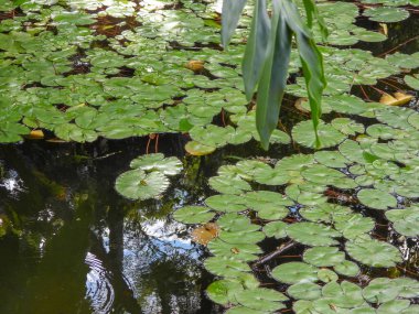 parkta yeşil ağaçlar ve mavi gökyüzü