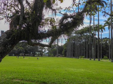 parkta yeşil ağaçlar ve mavi gökyüzü