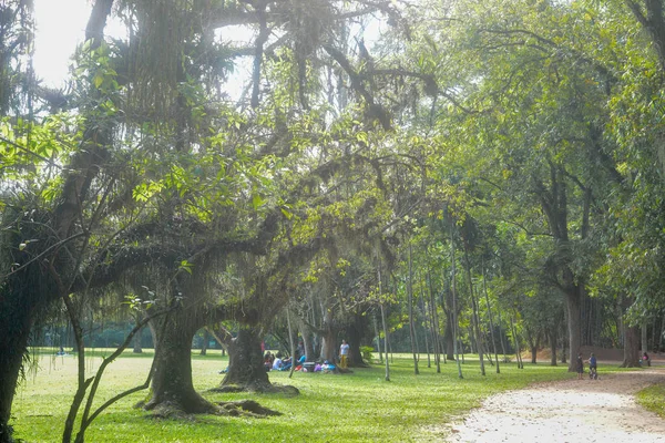 Зелені Дерева Блакитне Небо Парку — стокове фото
