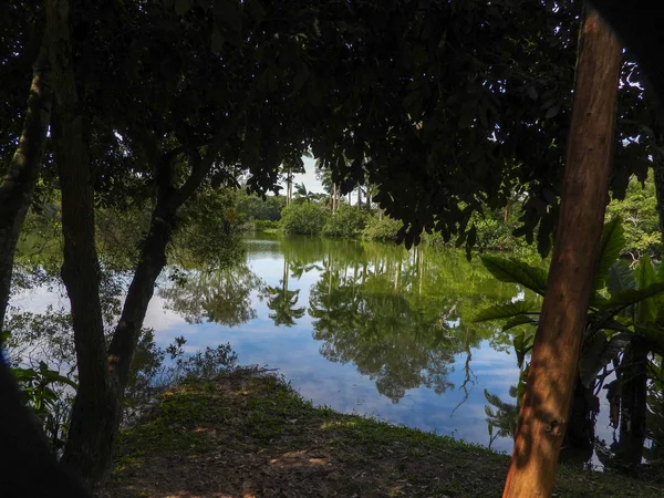 Árvores Verdes Céu Azul Parque — Fotografia de Stock