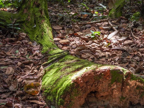 parkta yeşil ağaçlar ve mavi gökyüzü