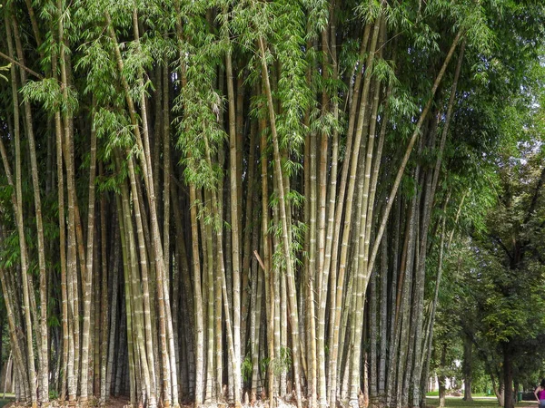 parkta yeşil ağaçlar ve mavi gökyüzü