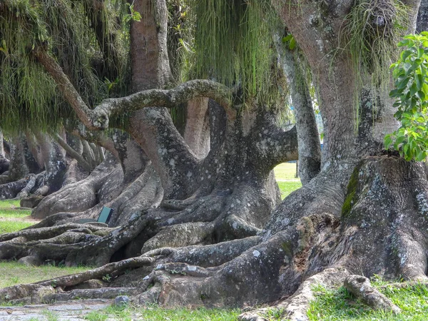 parkta yeşil ağaçlar ve mavi gökyüzü