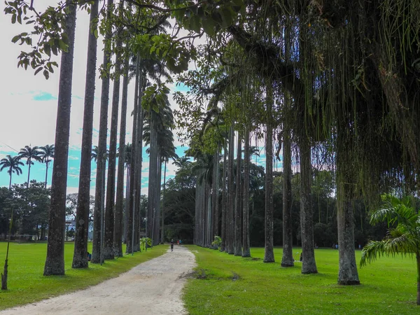 Árvores Verdes Céu Azul Parque — Fotografia de Stock