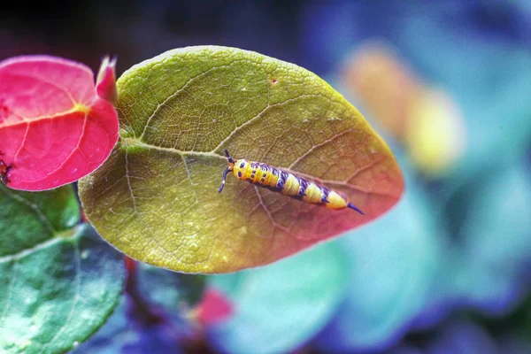 Makro fotoğrafçılıkta, de aynı tonalite sarı ile yaprak üzerinde bir böcek