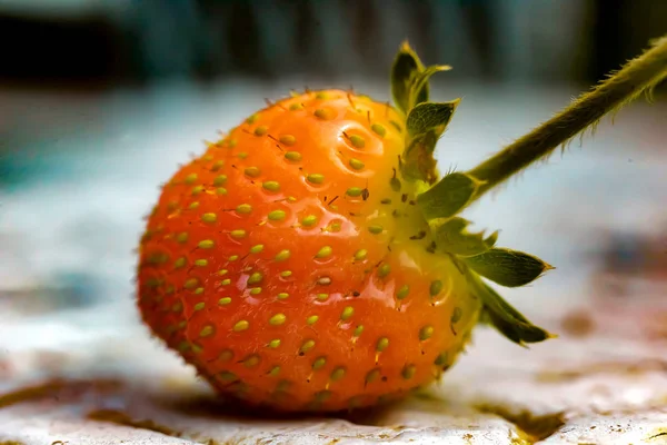 Çilek makro fotoğrafçılık