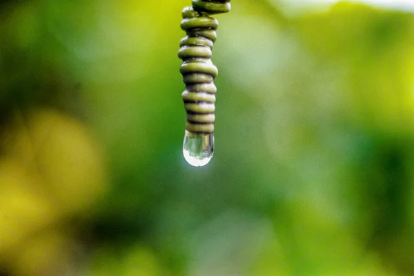 Zbliżenie Kropli Wody Przewodów Roślinnych — Zdjęcie stockowe