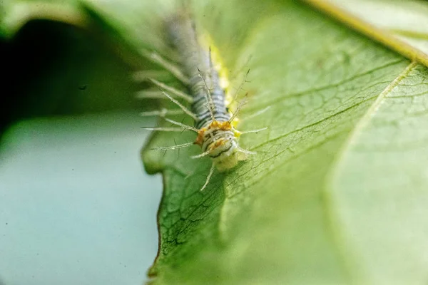 Yaprağın üzerinde tırtıl