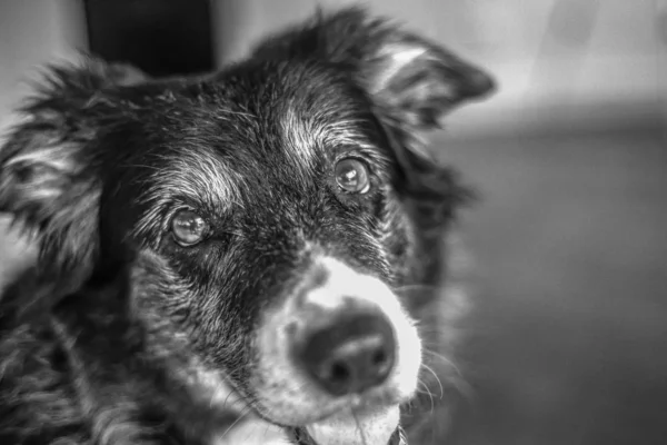 Yaşlı bir köpeğin portresi.