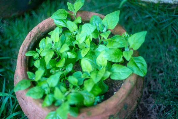 Serada genç ıspanak bitkileri