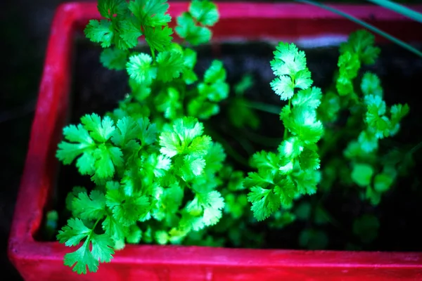 vazoda kişniş yaprakları