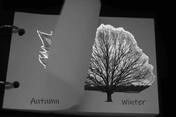 kışı simgeleyen beyaz arka plan üzerinde bir ağacın fotoğraf kolajlı not defteri