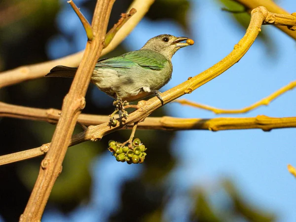 Gaga tohum ile bir şube üzerinde kuş