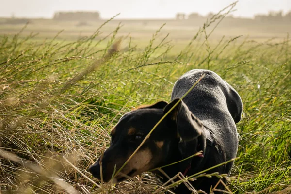Pies Dachschund Gubię Się Pole Trawy — Zdjęcie stockowe