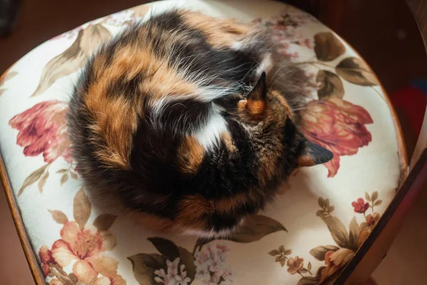 Maravilhoso Gatinho Tricolor Para Boa Sorte Descansando Uma Cadeira Interior — Fotografia de Stock