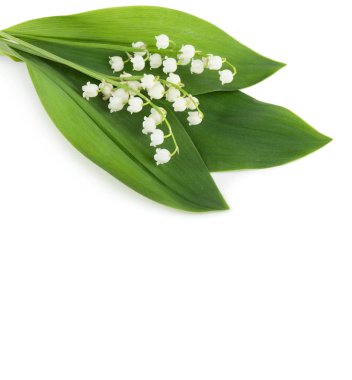 Bahar çiçek: lilly-ve--beyaz arka plan üzerinde izole Vadisi