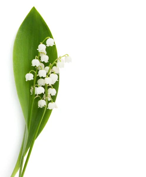 Spring Flowers Lilly Valley Isolated White Background — Stock Photo, Image